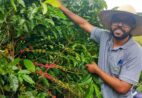 Cafeicultura de montanha ganha foco no Prointec em Conceição do Castelo