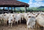 Mercado do boi segue atento à demanda aquecida no fim do ano