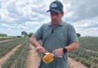 Novas variedades e Indicação Geográfica impulsionam o abacaxi no Norte Fluminense