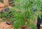 Polícia apreende pés de maconha em residência de Mimoso do Sul