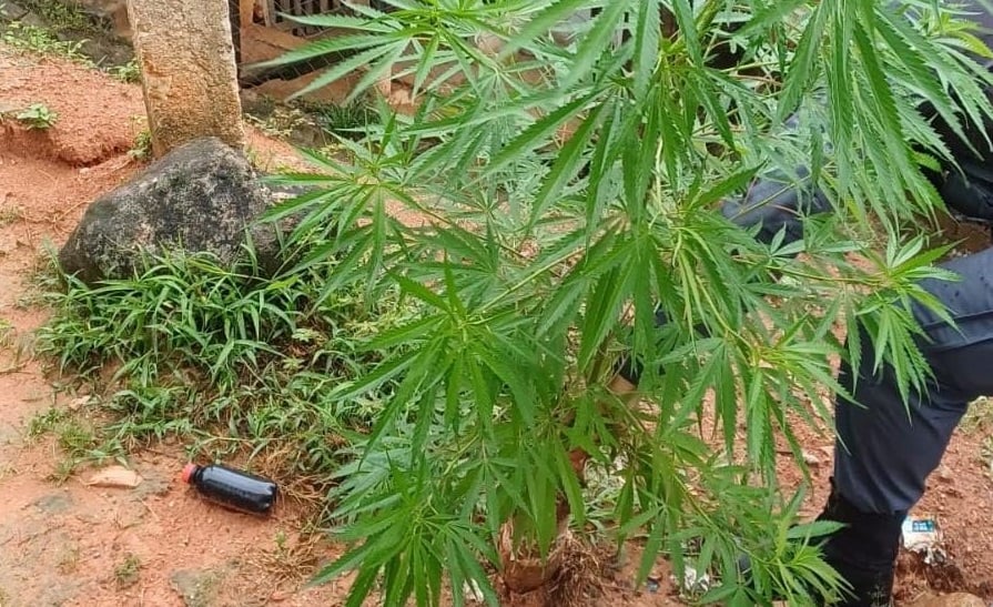 Imagem retrata pés de maconha.