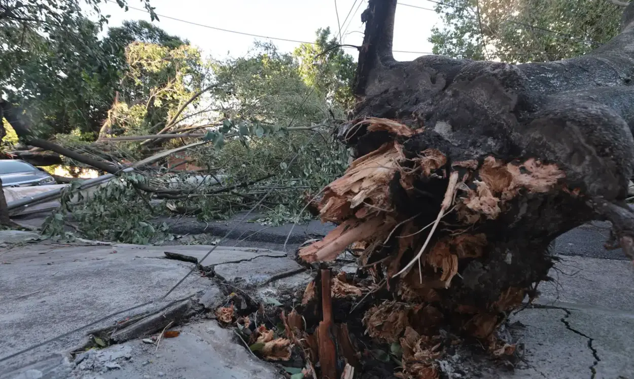 imagem ilustra arvore caída ao chão emergência climática em conceição do castelo
