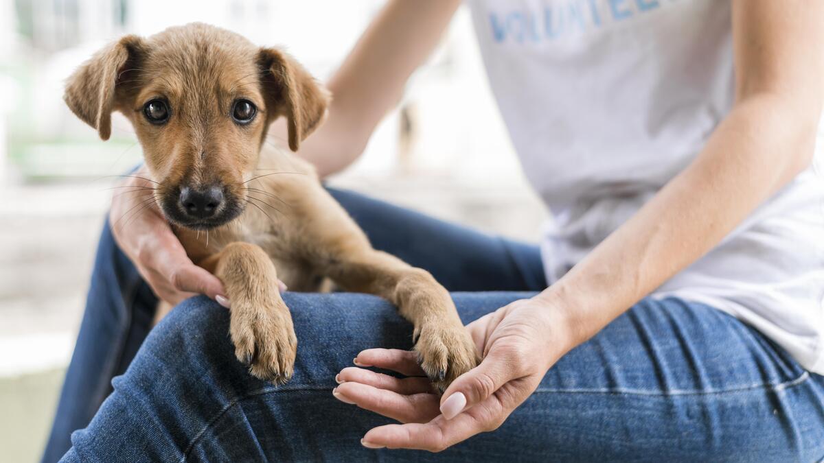 Um filhote de cachorro marrom, de olhos grandes e expressivos, está deitado no colo de uma pessoa vestindo camiseta clara e calça jeans. A pessoa segura delicadamente a pata do animal, transmitindo cuidado e carinho. O ambiente parece ser um local externo e iluminado.