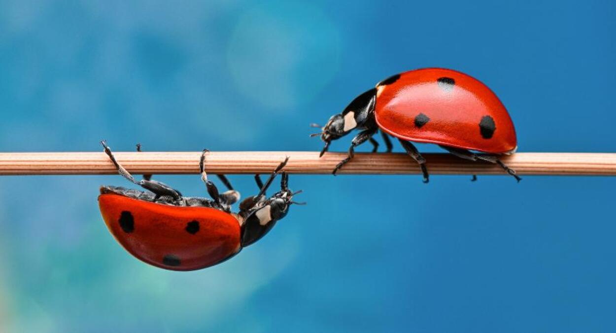 Duas joaninhas em um galho, ilustrando estudos sobre o fungo sexualmente transmissível em joaninhas-arlequim.