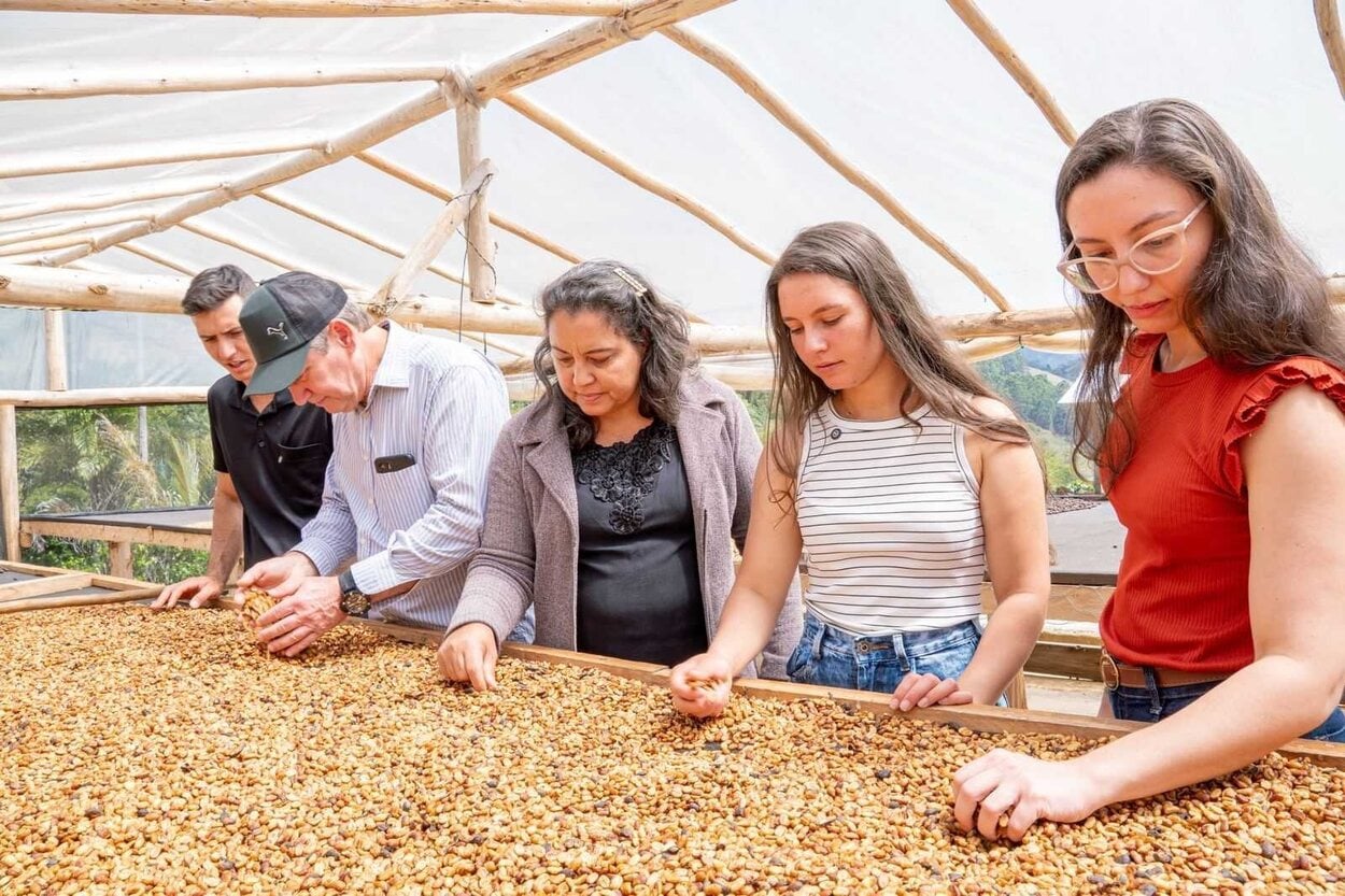 Um grupo de cinco pessoas está em volta de uma grande mesa de secagem coberta de grãos de café, dentro de uma estufa de madeira e plástico. Elas examinam e separam os grãos com as mãos, parecendo concentradas no processo. O ambiente é luminoso e rural, com luz natural entrando pelo teto translúcido.