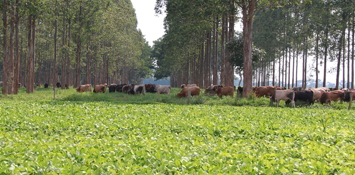 Imagem ilustra sistema de produção integrado que combina três atividades em uma mesma área: agricultura, pecuária e silvicultura