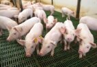 Suinocultura fecha 2025 em alta e projeta novo crescimento em 2026