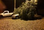 Temporal em Cachoeiro derruba árvores e atinge carros em três regiões