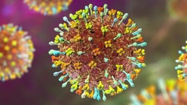 Carnaval traz risco de vírus Nipah? O que dizem especialistas