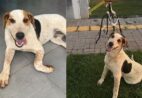 Conheça o cão ‘Abacate’, morto a tiros: ‘Um amor de animal, só nos trouxe alegria’