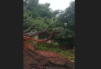 VÍDEO | Árvore cai em fiação elétrica no bairro Vila Rica