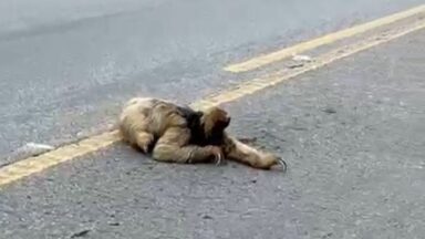 PRF resgata bicho-preguiça na BR 262, em Brejetuba