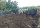 Polícia Civil recupera 24 cabeças de gado furtadas em Jerônimo Monteiro