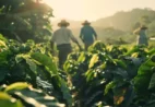 Produção recorde exige cautela, planejamento e responsabilidade do setor cafeeiro