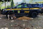 Cães da PRF revelam 21 kg de maconha em ônibus em Guarapari
