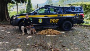 Cães da PRF revelam 21 kg de maconha em ônibus em Guarapari