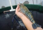 Camarão-gigante-da-Malásia cresce longe do mar e amplia fronteiras da aquicultura