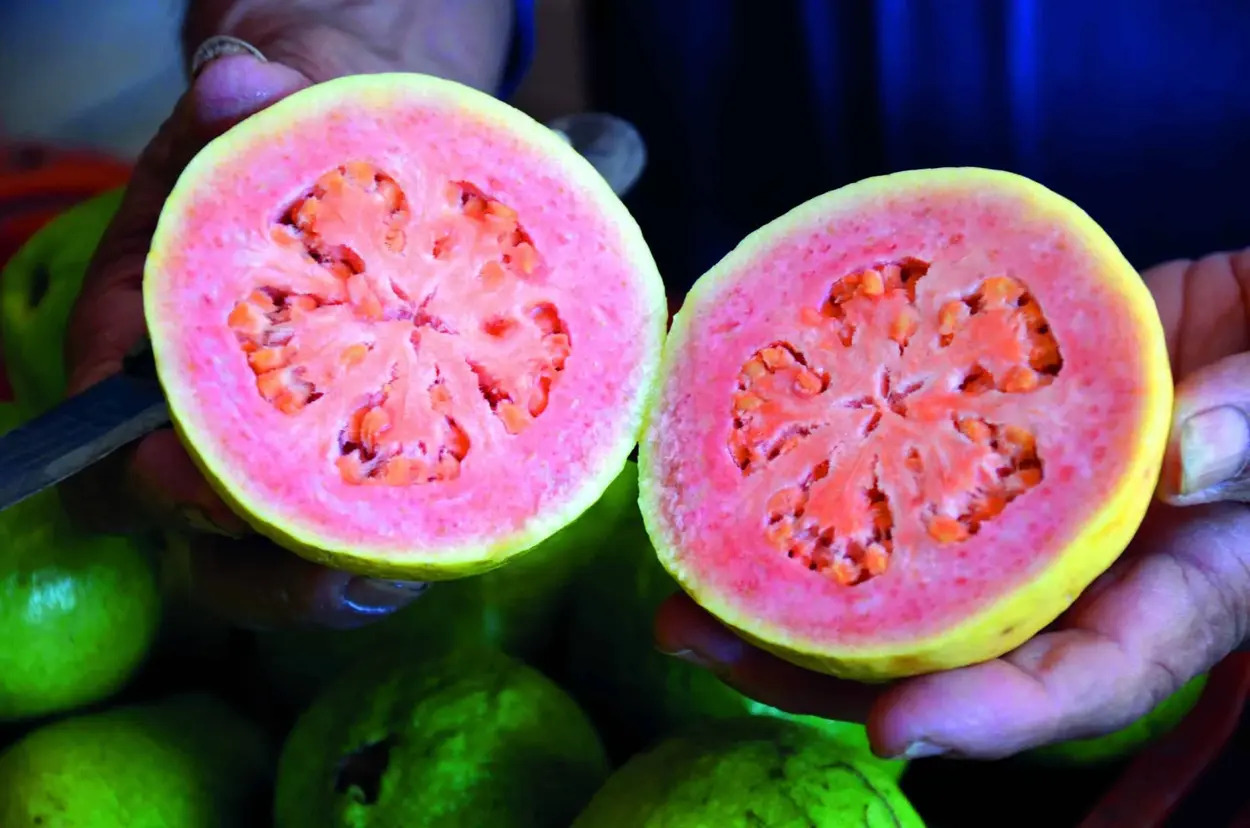 Luz UV-C faz goiabas durarem