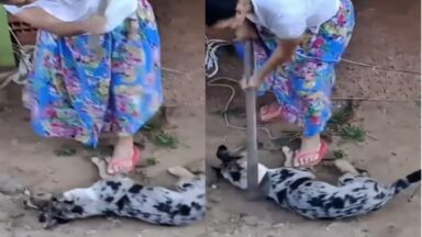 Autora de maus-tratos em Afonso Cláudio é identificada e investigação avança