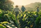 Café raro cultivado no Brasil alcança R$ 90 mil por saca