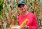 Agricultura familiar encontra nova força com cultivo de milho