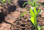 Irrigação inteligente: três formas de usar menos água no campo