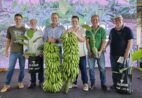 Incaper lança nova variedade de banana em Alfredo Chaves
