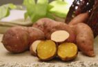 Nova batata-doce chama atenção por valor nutricional e alto rendimento