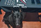 Boa, Black! Cão da PM encontra droga e traficantes são presos no Sul do ES