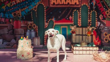 ONG de Cachoeiro encerra atividades e busca lar para 15 cães