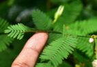 Por que a planta dormideira “fecha” as folhas quando é tocada?