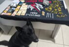 Cão farejador encontra drogas durante operação policial em Laranja da Terra