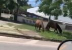 Moradores denunciam cavalos soltos na pista de Cachoeiro e risco de acidentes