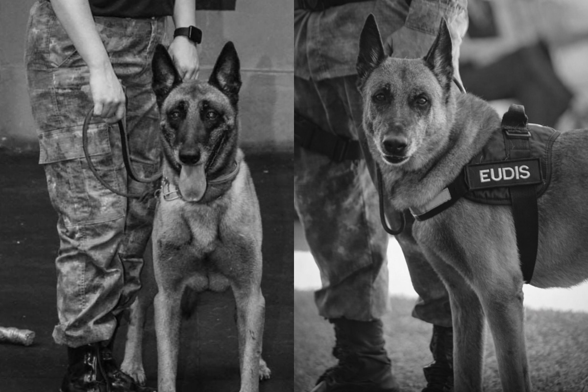 cão policial Eudis