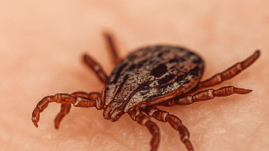 Criança morre e doença do carrapato assusta o ES