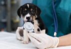 Multivix disponibiliza atendimento veterinário em Cachoeiro