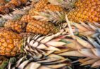 Onde o abacaxi prospera: a vocação do litoral capixaba