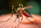 Dengue ainda assusta: veja como se proteger antes do surto