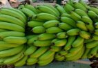Conheça a banana Ambrosia, nova cultivar resistente a doenças, alagamentos e seca