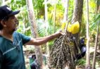 Da Amazônia ao ES: robô de colheita chega à palmeira juçara
