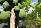 Preço do mamão cai no Espírito Santo e na Bahia com aumento da oferta