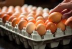 Preço dos ovos subiu na Quaresma, mas segue abaixo de anos anteriores
