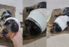 Cão fica em estado grave após ser brutalmente ferido em Castelo; ONG busca ajuda