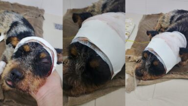 Cão fica em estado grave após ser brutalmente ferido em Castelo; ONG busca ajuda