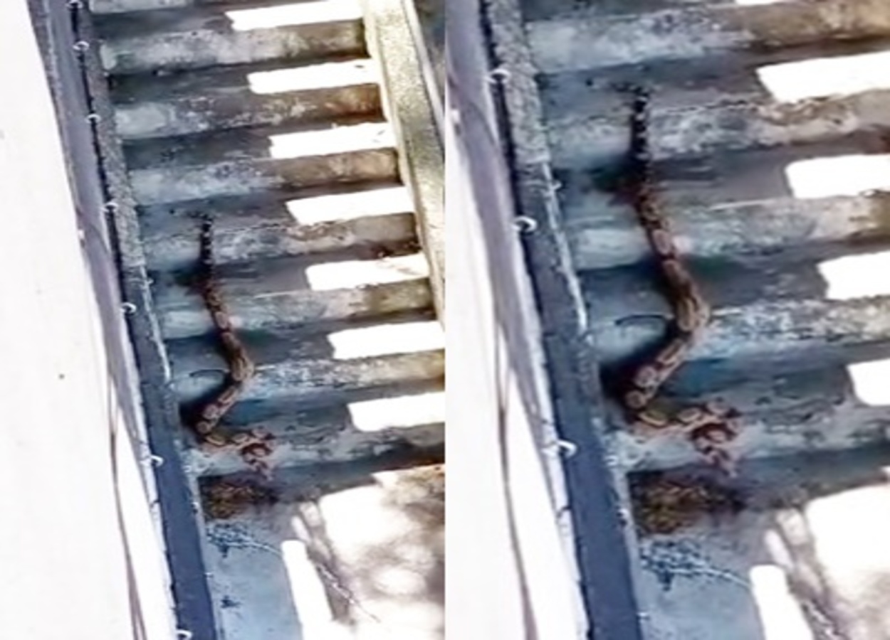 jiboia Cachoeiro de Itapemirim