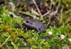 Nova espécie de anfíbio é descoberta no Parque Nacional do Caparaó