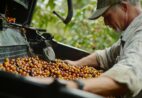 Cafeicultura concentra casos de trabalho irregular no ES, aponta MTE