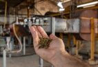 Projeto inédito testa gás natural na secagem de café no Espírito Santo