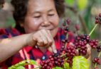 Espírito Santo: projeto valoriza mulheres do café e abre inscrições