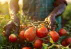 Festival da Colheita abre inscrições para expositores em Itapemirim